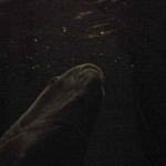RIVER INSIDE THE SKIN & ROADSIDE FREQUENCIES